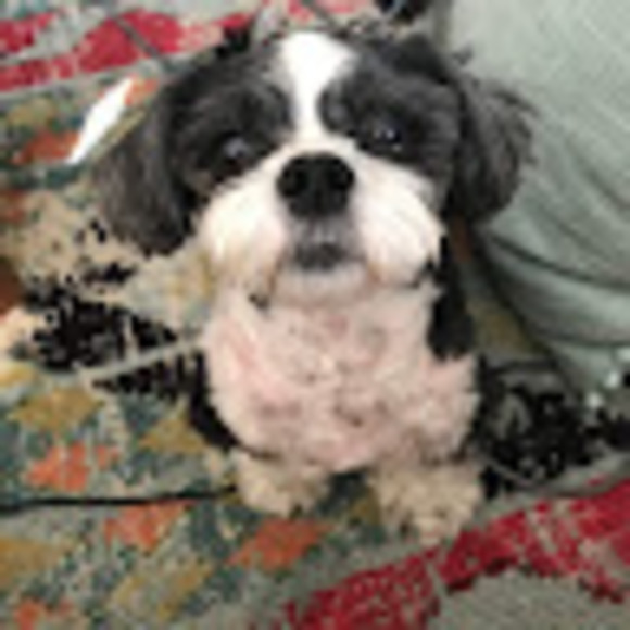 mootsie2